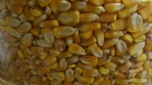 Les Français sont 79% à se dire "très inquiets" ou "plutôt inquiets" de la présence éventuelle d'OGM dans leur alimentation, selon un sondage Ifop pour Dimanche Ouest France. /Photo d'archives/REUTERS/Martinne Geller