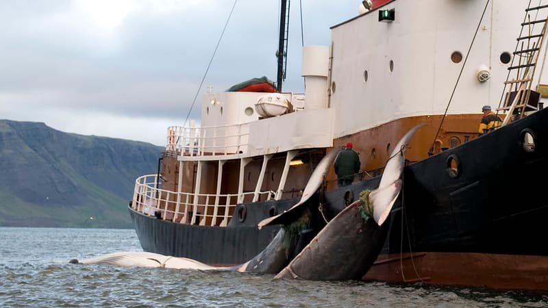 Un navire islandais remonte ses prises au large de Reykjavik, le 19 juin 2009.