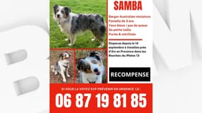 Samba est activement recherchée par sa propriétaire depuis deux mois.