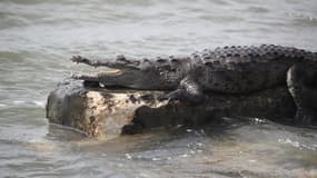 Des crocodiles ont été retrouvés dans les rues d'une ville australienne touchée par des inondations (photo d'illustration).