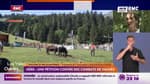 Combats de vaches en Isère: "On a peur que ça se développe", s'inquiète Pauline di Nicolantonio de Justice Animaux Savoie