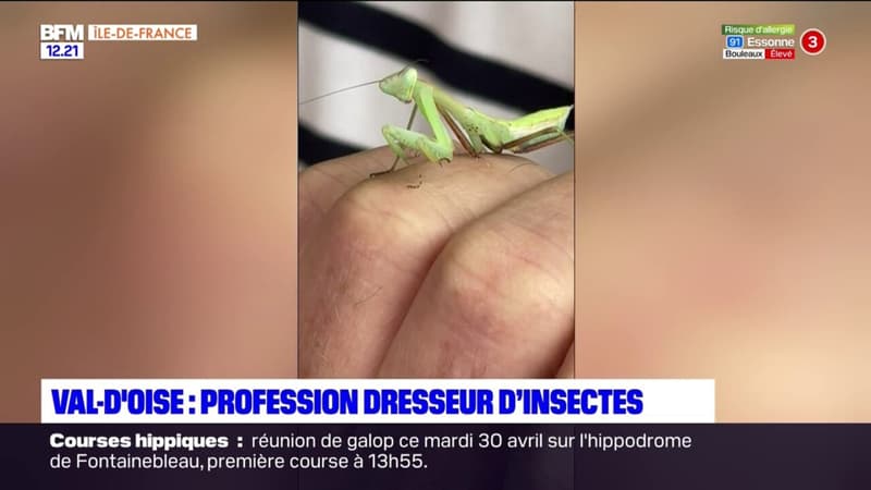 Regarder la vidéo Profession : dresseur d'insectes !