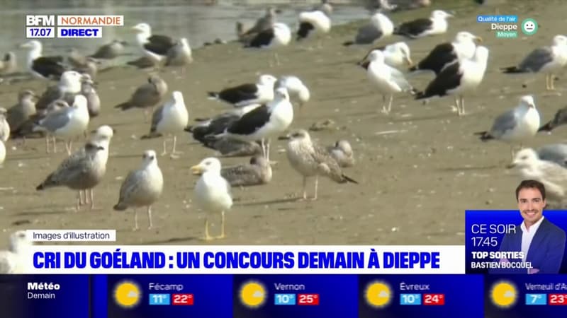 Dieppe: un concours de cri de goéland