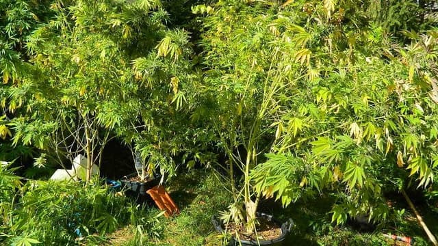 Une partie de la plantation retrouvée