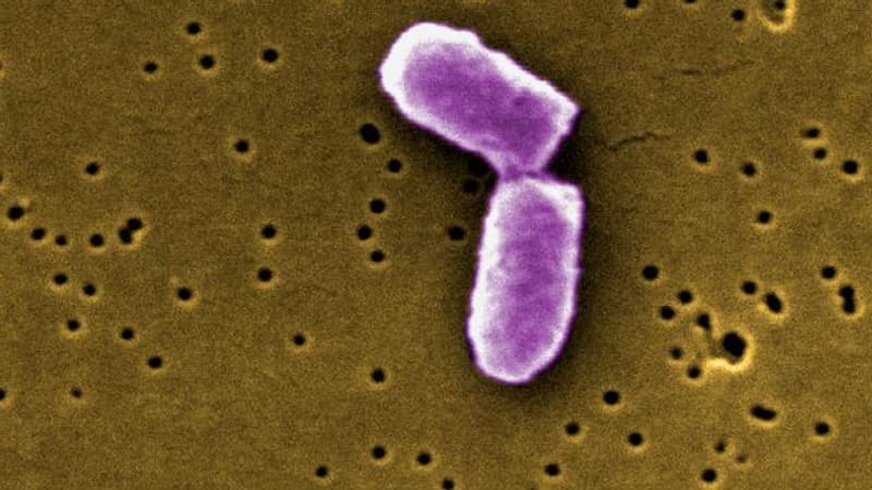 Steaks hachés, graines germées... les précédentes vagues de contaminations à la bactérie E.coli