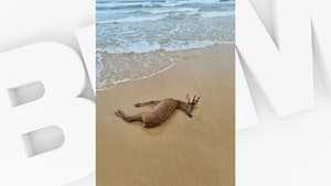 The deer found dead on a Biscarrosse beach earlier this week.