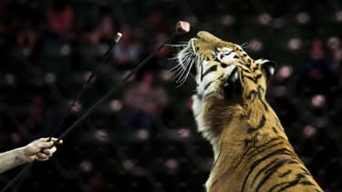 Un tigre entraîné avant une représentation du cirque Ringling Bros. and Barnum & Bailey Circus, le 14 avril 2017 à Fairfax aux Etats-Unis. (Photo d'illustration)