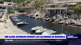 Marseille: une algue japonaise envahit les calanques