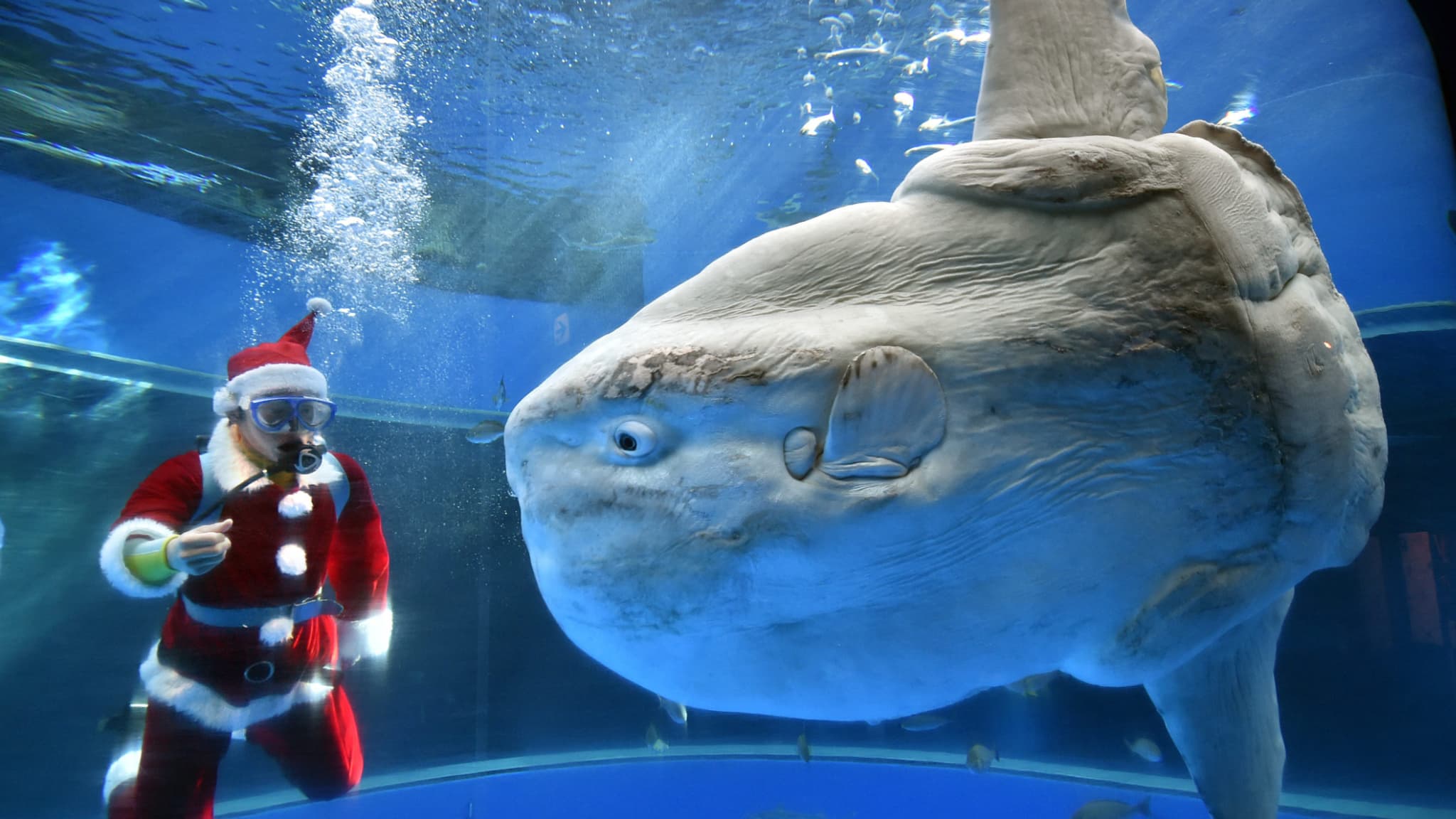 Un plongeur portant un costume de Père Noël nourrit un poisson-lune pour attirer les visiteurs à l'aquarium Hakkeijima Sea Paradise à Yokohama, dans la banlieue de Tokyo, le 17 décembre 2014. (Photo d'illustration)