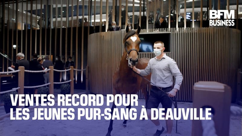 Ventes record pour les jeunes pur-sang à Deauville
