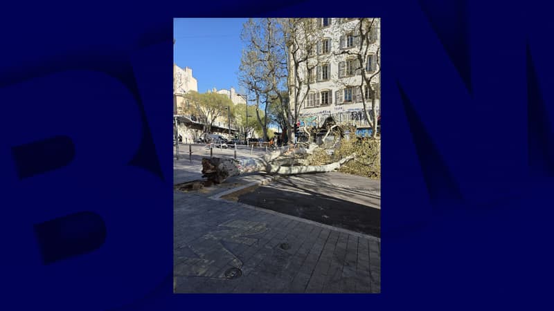Un platane s'effondre dans le centre-ville de Marseille après de fortes rafales de vent
