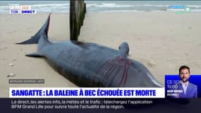 Pas-de-Calais: une baleine à bec échouée sur la plage de Sangatte