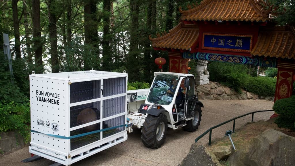 La caisse de transport de Yuan Meng, le premier bébé panda né en France, au zoo de Beauval, le 25 juillet 2023. La caisse de transport de Yuan Meng, le premier bébé panda né en France, au zoo de Beauval, le 25 juillet 2023.