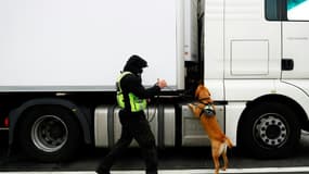 Un chien des douanes renifle un camion le 1er janvier 2021 au port de Calais (illustration). 