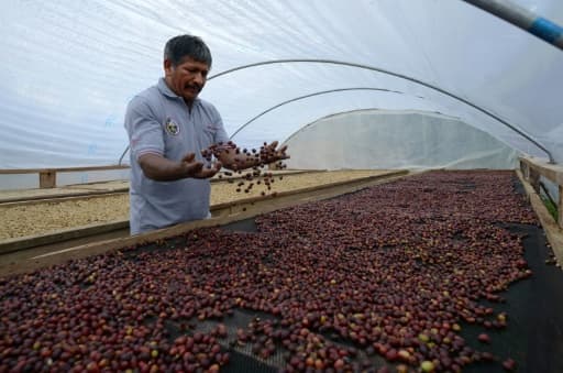 Javier Sedano, producteur de café de Satipo au Pérou, le 28 juin 2017 Javier Sedano, producteur de café de Satipo au Pérou, le 28 juin 2017