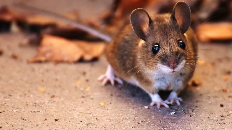 Des régions entières de l'est de l'Australie luttent contre une invasion de souris qui ravagent les cultures et envahissent les habitations. (Photo d'illustration)