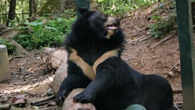 Ours noir d'Asie