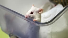 Une souris au Centre de recherche en neurosciences de Lyon, le 23 janvier 2014. 