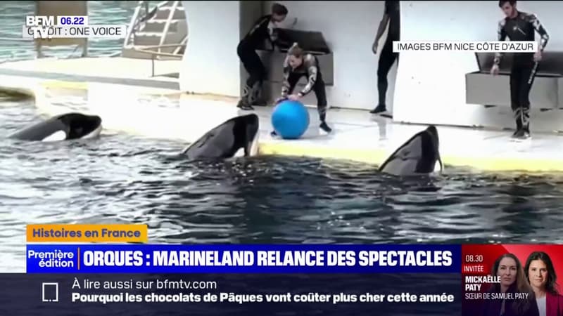 Marineland: les orques reprendront les spectacles malgré l'opposition des associations