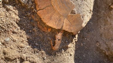 Une tortue et son oeuf ont été retrouvés dans les ruines à Pompéi, en Italie. 