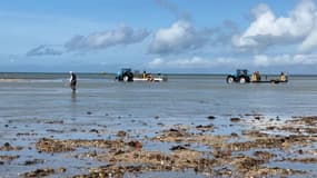 Des ostréiculteurs profitant des grandes marées à Gouville-sur-Mer (Manche) le lundi 11 mars 2024.