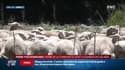 Savoie: 6000 moutons bloqués dans alpages après des chutes de neige inhabituelles