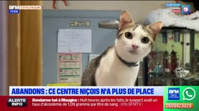 Nice: ce refuge pour animaux n'a plus de places pour accueillir des chats