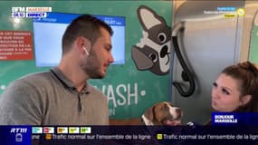 Marseille : une station de lavage pour chiens