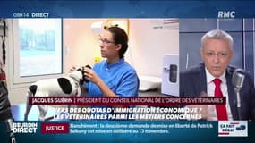 Manque de vétérinaires en France: les quotas sur l'immigration seront-ils utiles?