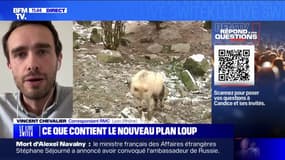 Agriculture: est-il vrai que les éleveurs sont autorisés à tuer des loups? BFMTV répond à vos questions