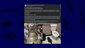 Le raton laveur retrouvé dans un magasin aux États-Unis.