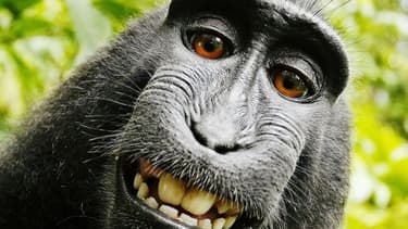 Le selfie du singe Naruto