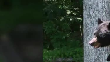 Pedals, l'ours qui marche comme un homme sur ses deux pattes arrière, est une star aux Etats-Unis.