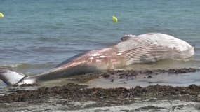 Une baleine de 13 mètres s'est échouée sur une plage de Penmarc’h, dans le Finistère