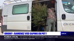 La ville de Grigny récupère les sapins de Noël en pot pour les replanter