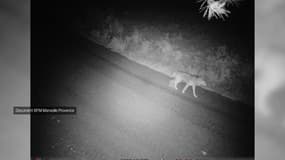 La présence d'un couple de loups dans le parc de Calanques, dans les Bouches-du-Rhône, a été confirmée. 