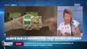 Dupin Quotidien : Alerte sur la nourriture trop sucrée des bébés - 18/07