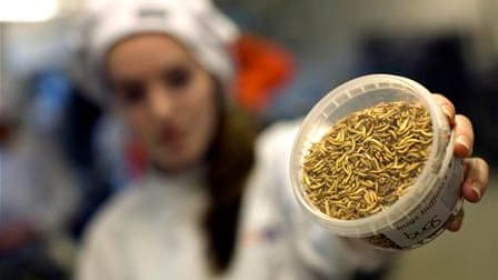 Pots de vers dans l'école de chefs cuisiniers de Rijn Ijssel à Wageningen. Le chercheur néerlandais Arnold van Huis préconise de manger des insectes car, selon lui, à quantité égale, ils contiennent davantage de protéines que le bétail. Par ailleurs, leur