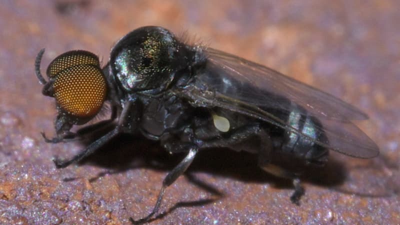 La mouche noire est aussi connue sous le nom de simulie. (PHOTO D'ILLUSTRATION)