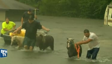 Les secours sont aussi venus à la rescousse de centaines d'animaux en Louisiane