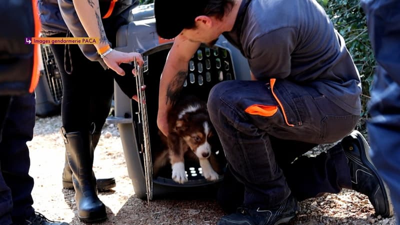 Elevage clandestin : 820 animaux sauvés