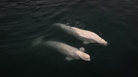 Des bélugas. (Photo d'illustration)