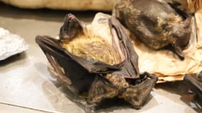 Une chauve-souris saisie à la douane de l'aéroport de Roissy.