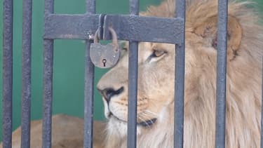 À la fin du spectacle, aux alentours de 21h15, l'homme, un Plouézecain de 45 ans, aurait franchi les barrières de sécurité afin de gagner la cage des fauves. Il voulait "leur donner à manger".