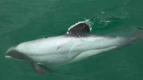 Plus d'une centaine de dauphins ont été retrouvés morts ces dernières semaines.