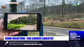 Saint-Laurent-de-Brèvedent: l'abatage de 400 arbres provoque la colère des habitants 