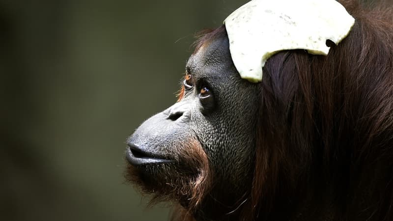 L'orang-outan Sandra au zoo de Buenos Aires, en 2014