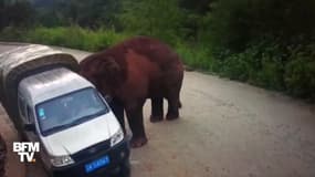 Cet éléphant s'attaque à des véhicules en Chine 