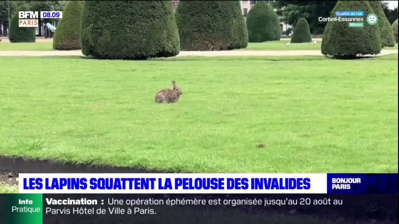 Paris: Les Lapins Squattent La Pelouse Des Invalides