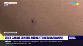 Bouches-du-Rhône: deux cas de dengue autochtone découverts à Gardanne